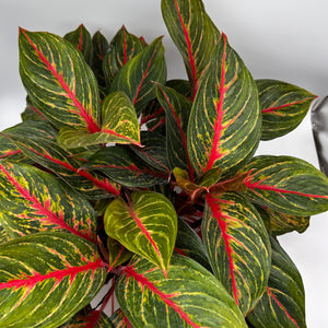 Aglaonema Red Emerald