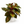 Aglaonema Red Emerald