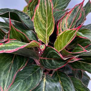 Aglaonema ‘Pink Sapphire’
