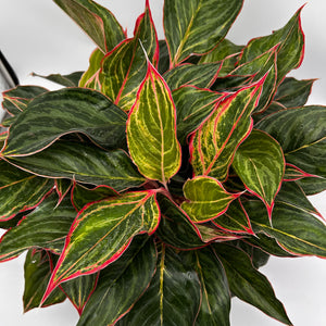 Aglaonema ‘Pink Sapphire’