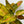 Aglaonema 'Golden Papaya'
