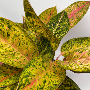 Aglaonema 'Golden Papaya'