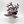 Tradescantia Nanouk