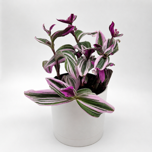 Tradescantia Nanouk