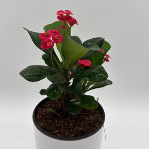 Crown of Thorns (Euphorbia Milii)