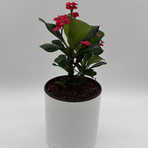 Crown of Thorns (Euphorbia Milii)