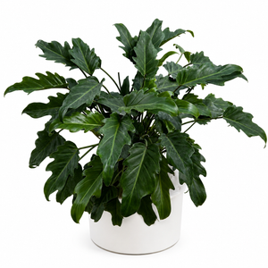 Philodendron Deja Vu