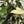 Syngonium Albo