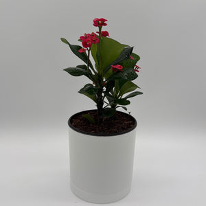 Crown of Thorns (Euphorbia Milii)