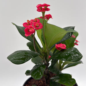 Crown of Thorns (Euphorbia Milii)