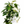Syngonium Albo