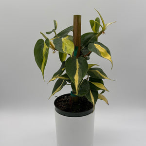 Philodendron Brazil