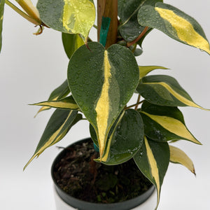 Philodendron Brazil