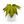 Variegated Fatsia Japonica Camoflouge