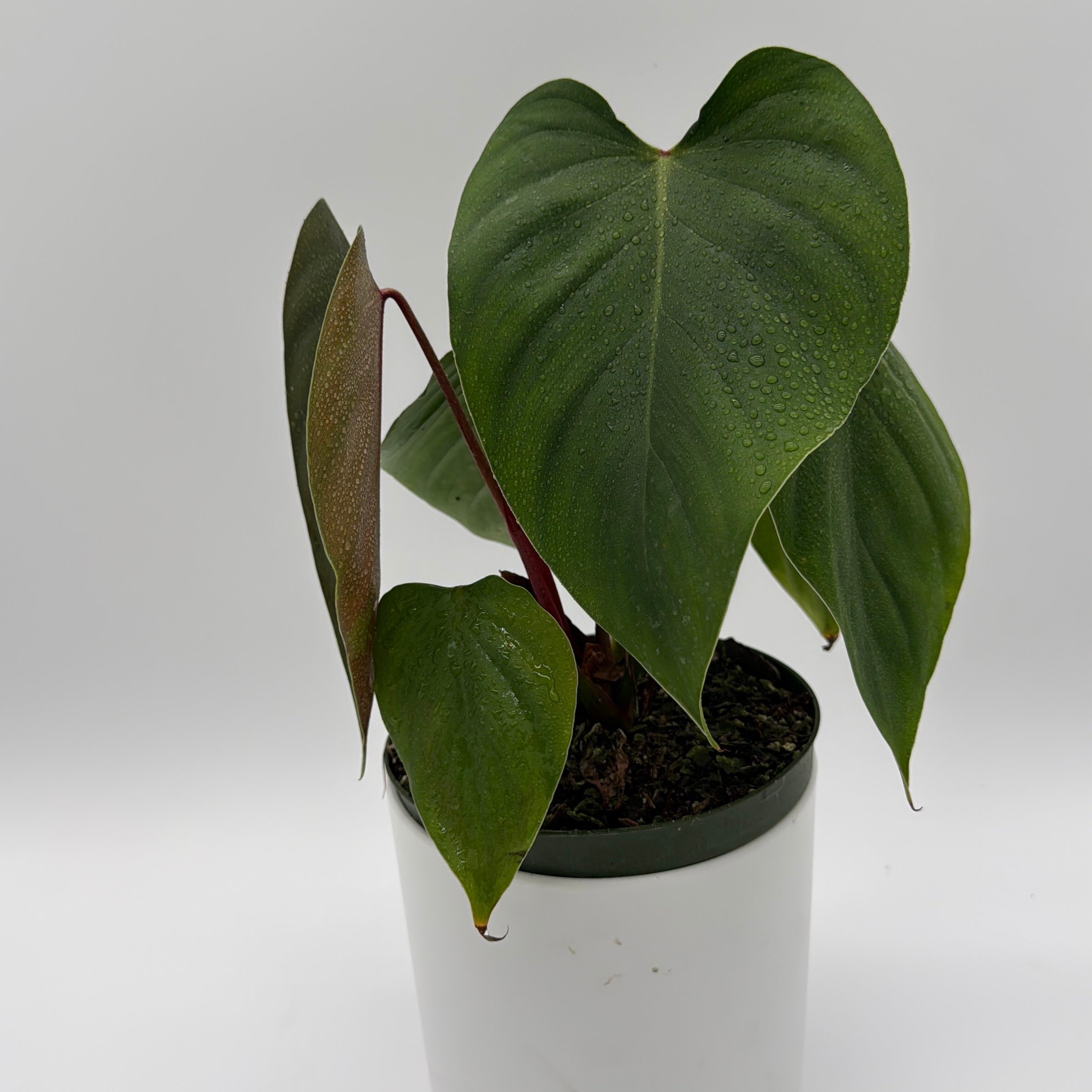 philodendron lynamii for sale Philodendron Lynamii