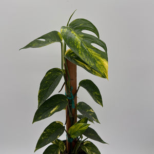 Epipremnum Pinnatum Yellow Flame