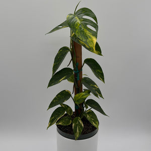 Epipremnum Pinnatum Yellow Flame