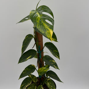 Epipremnum Pinnatum Yellow Flame