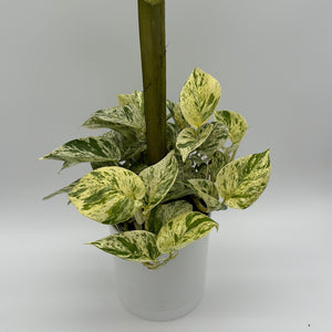 Pothos Marble Queen