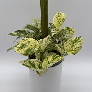 Pothos Marble Queen