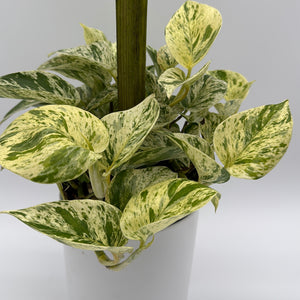 Pothos Marble Queen