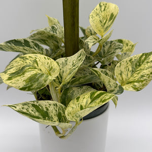 Pothos Marble Queen