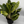 Aglaonema ‘Golden Madonna’