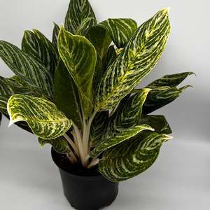 Aglaonema ‘Golden Madonna’