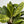 Aglaonema ‘Golden Madonna’