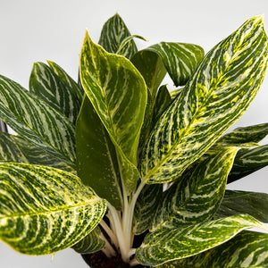Aglaonema ‘Golden Madonna’