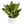 Aglaonema ‘Golden Madonna’