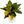 Aglaonema 'Golden Fluorite'
