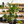 Ficus ‘Audrey’ (Ficus Benghalensis)