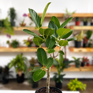 Ficus ‘Audrey’ (Ficus Benghalensis)