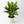 Aglaonema ‘Maria’