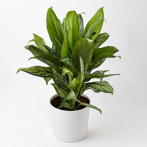 Aglaonema ‘Maria’
