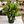 Aglaonema ‘Maria’