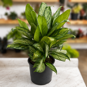 Aglaonema ‘Maria’
