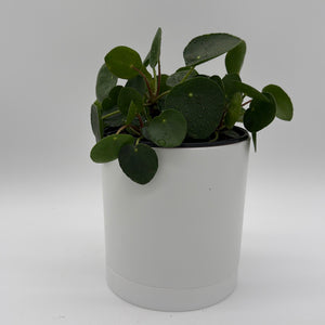 Chinese Money Tree (UFO Plant)