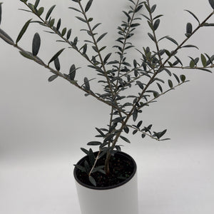Black Olive Tree