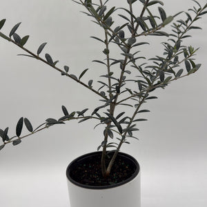 Black Olive Tree