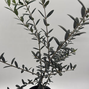 Black Olive Tree