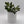 Variegated Jade Plant