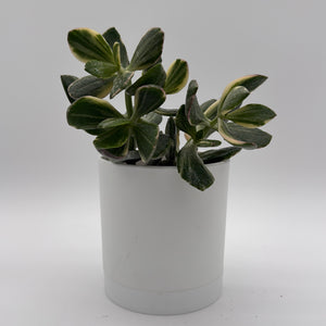 Variegated Jade Plant