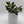 Variegated Jade Plant