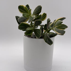 Variegated Jade Plant
