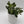 Variegated Jade Plant