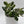 Variegated Jade Plant