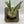 Handmade Staghorn Fern Mount
