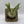 Handmade Staghorn Fern Mount